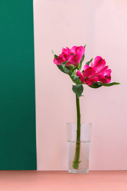 istock Pink flower in glass vase 1345001357