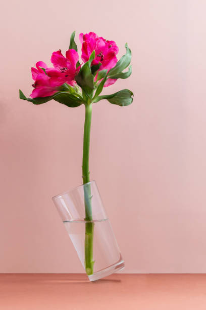 istock Pink flower in glass vase 1345001364