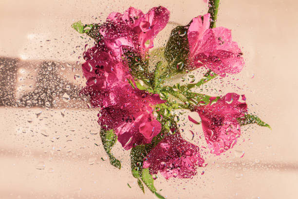 istock Pink flower behind wet glass 1345001480