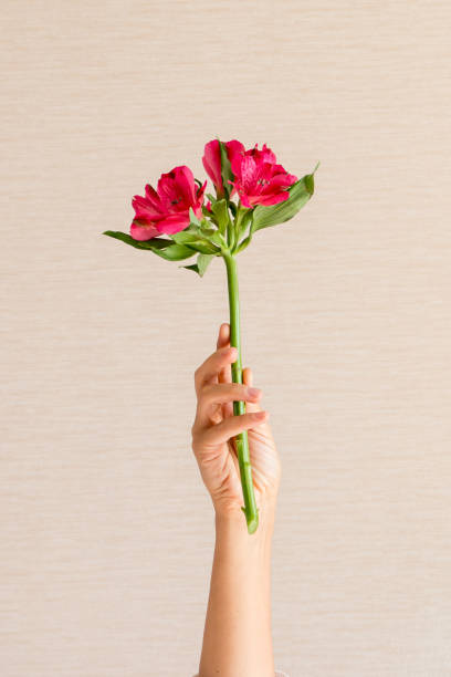 istock Pink flower in hand 1345001515