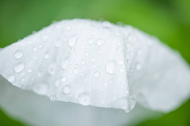 matilija poppy flower in rain.