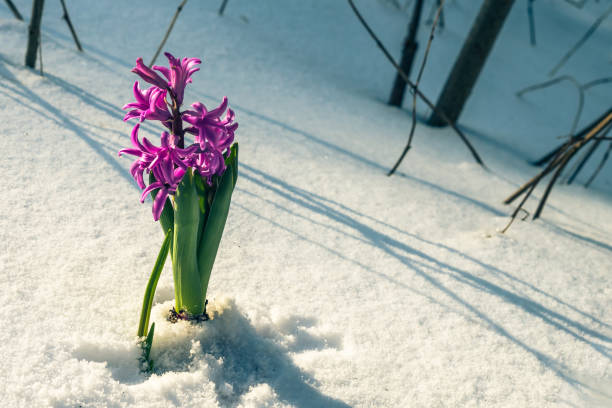flor de gota de nieve de jacinto púrpura en una nieve - equinoccio de primavera fotografías e imágenes de stock