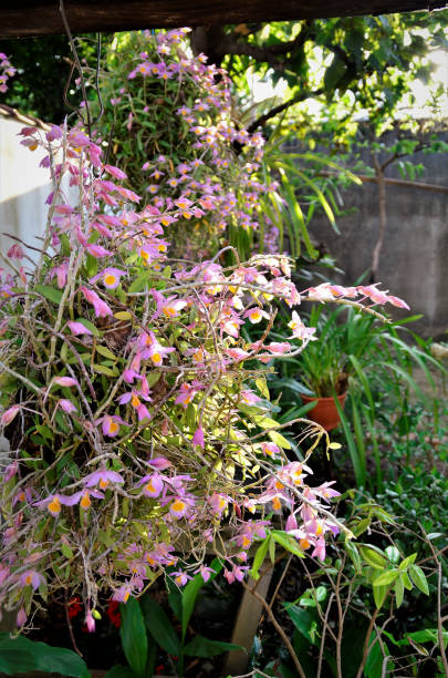 istock Orchid Flowers Dendrobium Loddigesii in garden 1345002529