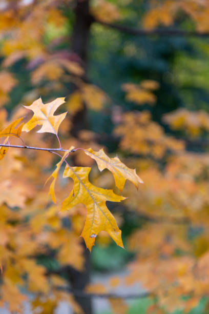 istock autumn foliage on a maple tree nature landscape 1345002732