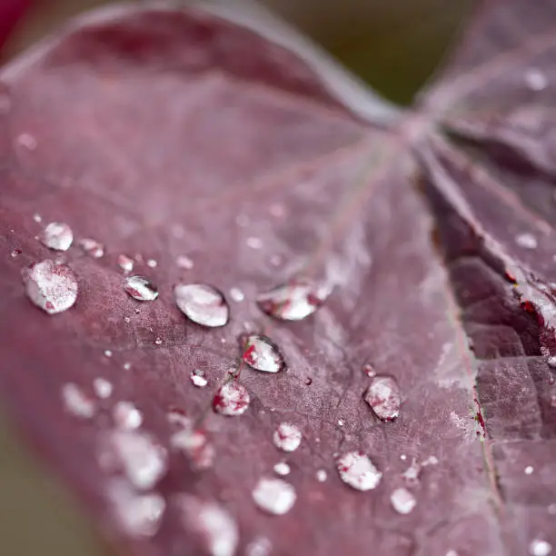 Selective focus image of Autumn leaf with deep red color and shallow depth of field and droplets of water