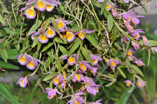 Dendrobium Loddigesii with its pink and yellow flowers in the garden Hanging in the garden the inflorescence of the flowers of the Dendrobium Loddigesii in late afternoon dendrobium orchid stock pictures, royalty-free photos & images