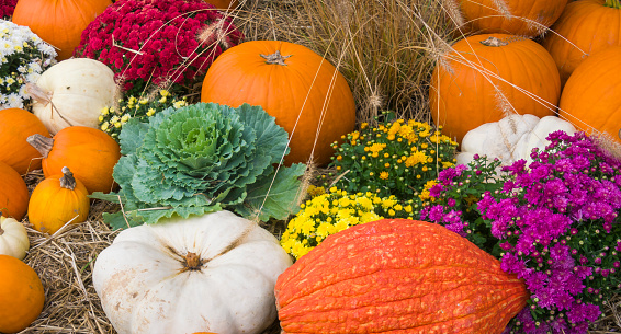 An autumn grouping of pumpkins, mums, kale, hay  and fall grasses