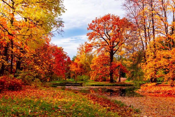 follaje otoñal en el parque catherine, tsarskoe selo (pushkin), san petersburgo, rusia - catherine park fotografías e imágenes de stock