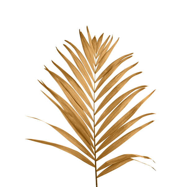 istock Beautiful golden tropical leaf on white background 1345004919