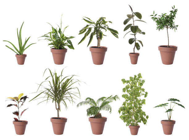 istock Set of different houseplants in flower pots on white background 1345007190