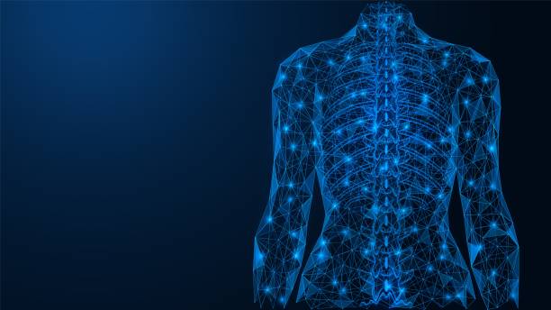 Straight spine. Straight spine. The dorsal part of the human skeleton. A low-poly construction of interconnected lines and dots. Blue background. human nervous system illustrations stock illustrations