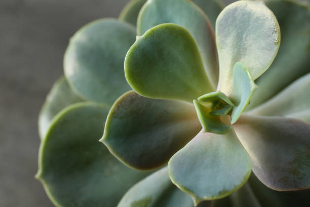 istock Beautiful echeveria on grey background, top view. Succulent plant 1345007445