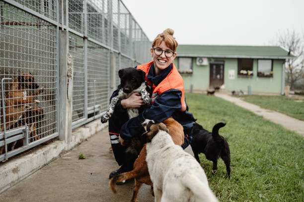 Young woman in animal shelter Young adult woman working and playing with dogs in animal shelter t cell photos stock pictures, royalty-free photos & images