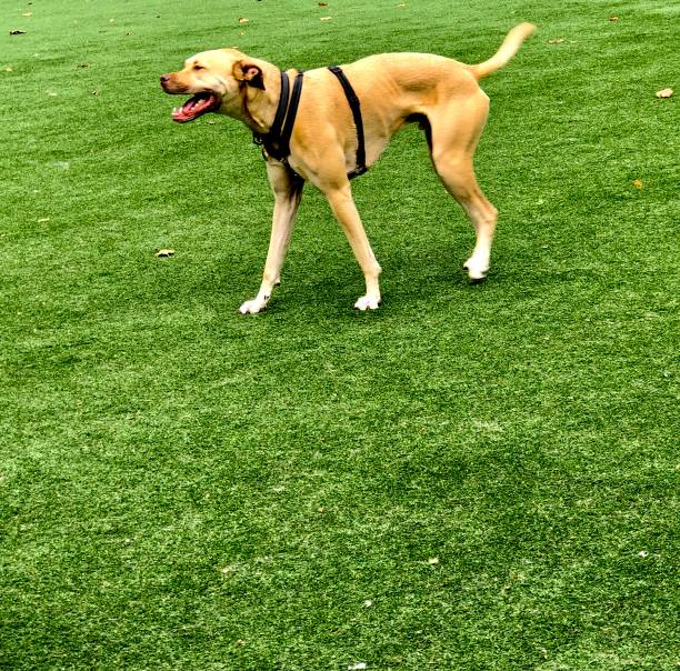 istock Bliss In The Dog Park 1345008712