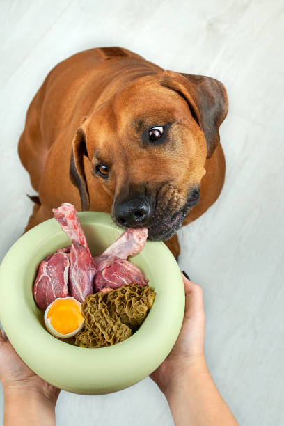 Feeding dog natural raw meat food. Female owner gives her Rhodesian ridgeback dog bowl of food. Close-up stock photo