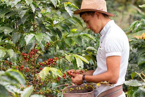 Harvesting ripe coffee beans. Young man working on coffee farm picking coffee beans and wearing hat to protect himself from the sun.