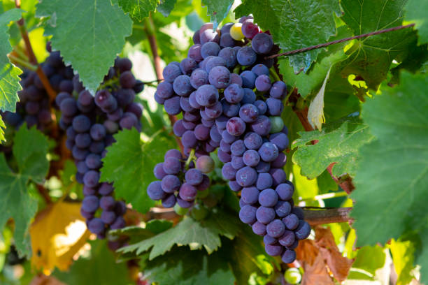 bunches of red wine merlot grapes ripening on vineyards in campo soriano near terracina, lazio, italy - pinot noir grape imagens e fotografias de stock