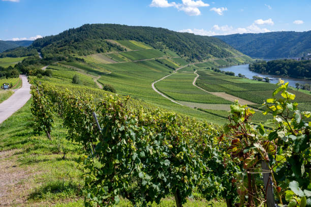 istock Hilly vineyards with white riesling grapes in Mosel river valley, Germany 1345009854