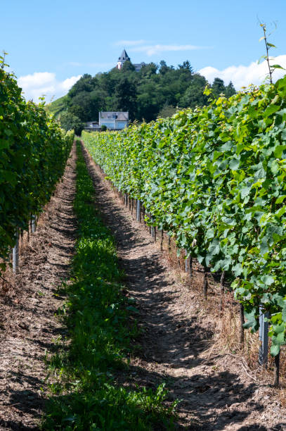 istock Hilly vineyards with white riesling grapes in Mosel river valley, Germany 1345009859