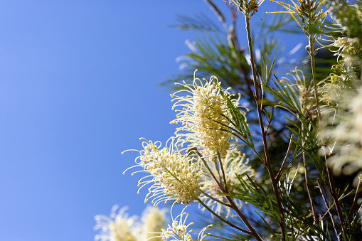 Closeup beautiful white Bottlebrush flowers and buds, Grevillea, macro photography, blue background with copy space, full frame horizontal composition