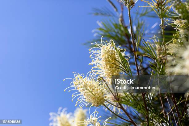 Closeup Beautiful White Bottlebrush Flowers And Buds Grevillea Blue Background With Copy Space Stock Photo - Download Image Now