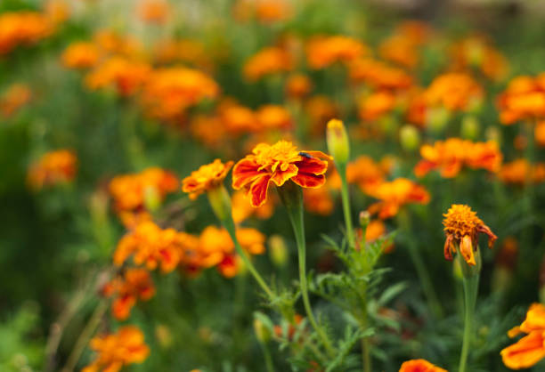 istock French marigolds background. Orange floral background. 1345010847