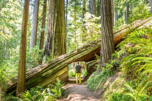 istock Cut out Redwood tree to make passing on the trail possible with a man walking through 1345011163