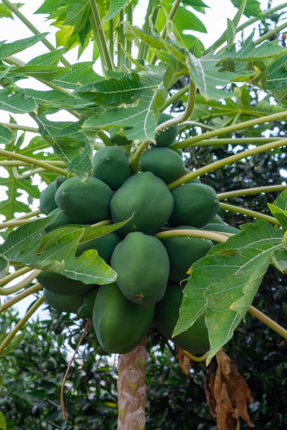 istock Tropical papaya fruits hanging on tree 1345011256