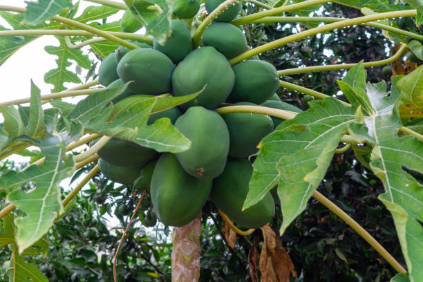 istock Tropical papaya fruits hanging on tree 1345011267