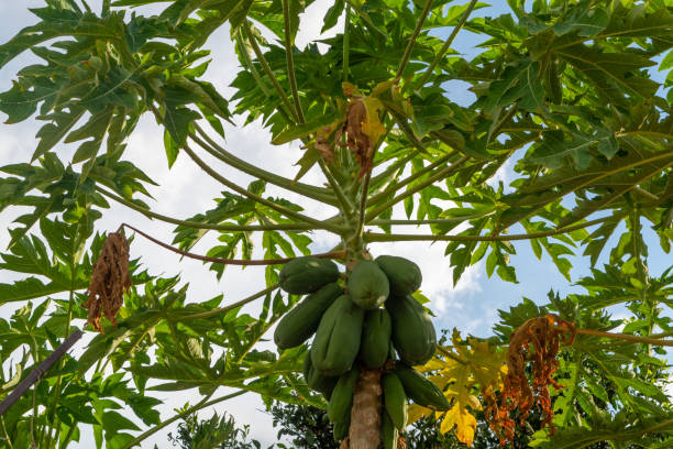istock Tropical papaya fruits hanging on tree 1345011269