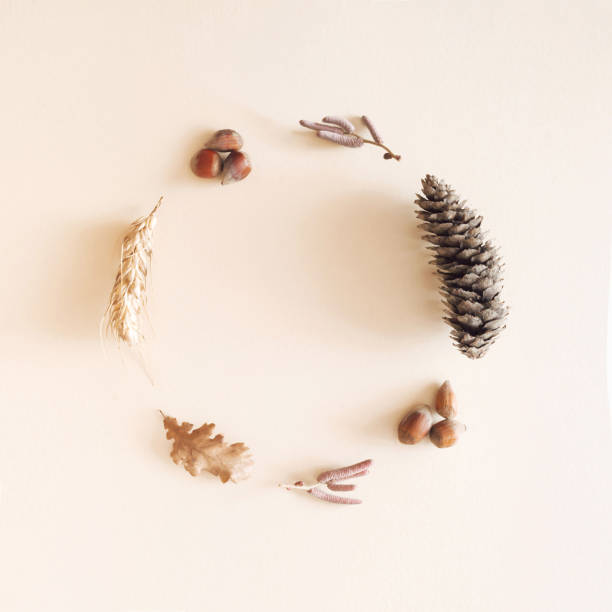 istock Autumn decoration arranged in a circle. Pine cone, hazelnut, leaf, grain on a cream background. Pastel pleasant fall concept with copy space. 1345012521