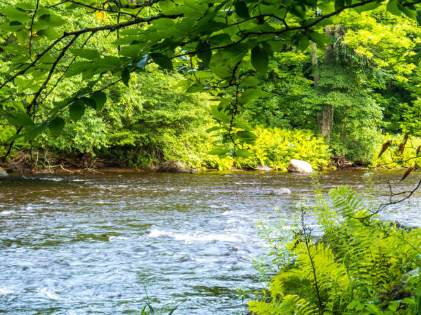 istock River in the middle of the woods 1345012531