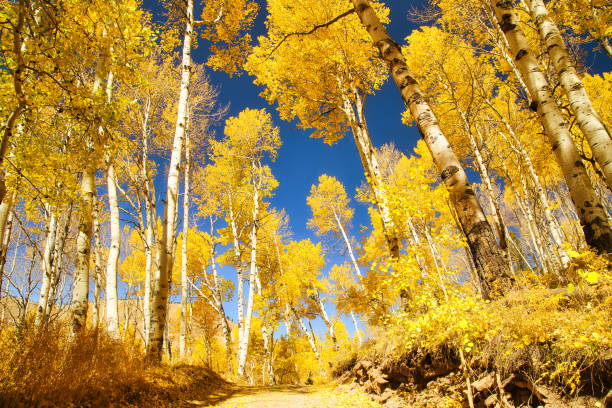 last dollar road umgeben von wunderschönen gelben espenbäumen im herbst mit klarem blauem himmel, colorado, usa - zitterpappel stock-fotos und bilder