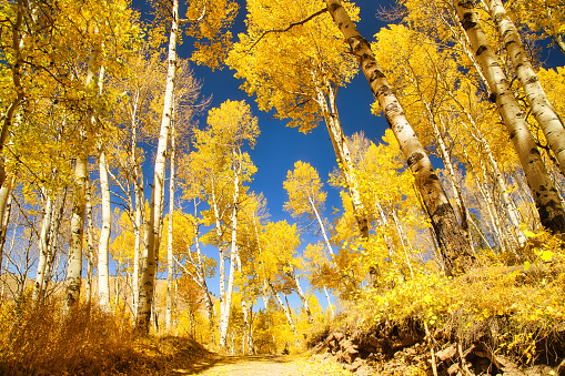 Last Dollar Road rodeado de hermosos álamos amarillos en el otoño con cielos azules claros, Colorado, EE. UU. photo