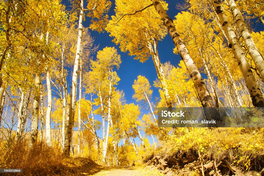 Last Dollar Road Surrounded by Beautiful Yellow Aspen Trees in the Fall with Clear Blue Skies, Colorado, USA Aspen Tree Stock Photo
