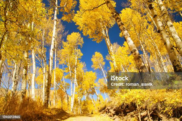 Last Dollar Road Surrounded By Beautiful Yellow Aspen Trees In The Fall With Clear Blue Skies Colorado Usa Stock Photo - Download Image Now