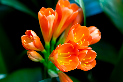 Orange Clivia flowers and buds, beautiful nature background with copy space, full frame horizontal composition