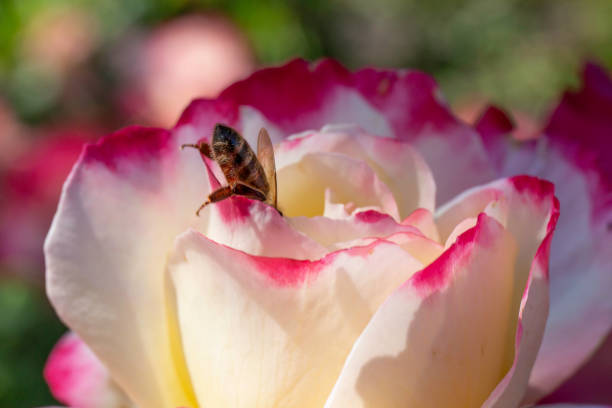 una abeja que se estira para alcanzar una rosa para el polen - winnie the pooh fotografías e imágenes de stock