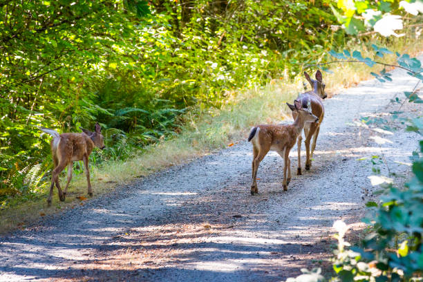 istock Doe with Fawns on Road 1345014933