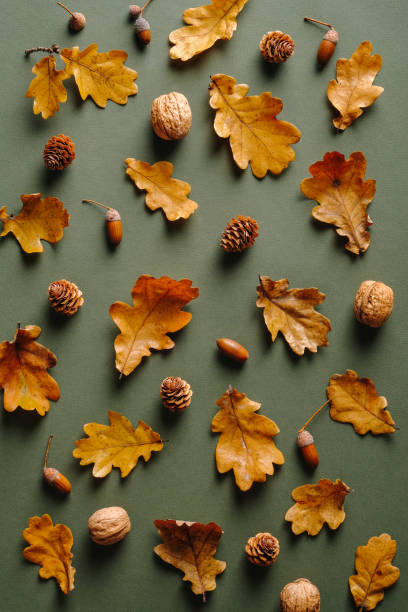 istock Autumn pattern with dry oak leaves, acorns, walnuts, pine cones on green background. Vintage style. Autumn, fall concept. 1345014980