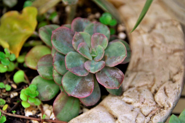 istock A small seedling of the pink perle echeveria 1345015807