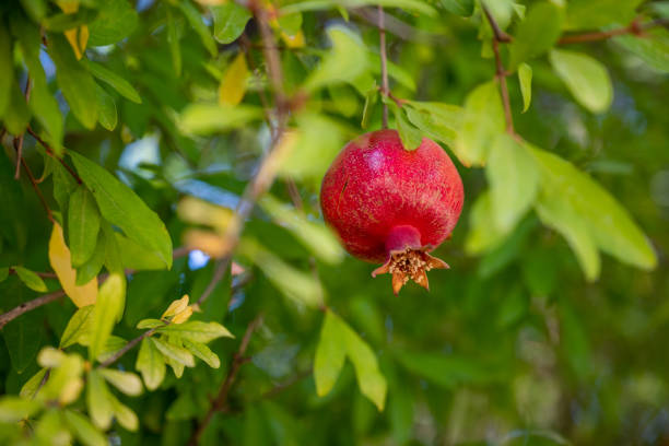 Ripe pomegranate on tree branch with foliage background