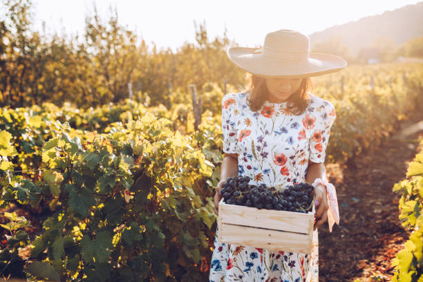 istock Young beautiful woman harvesting grapes in a vineyard 1345016949