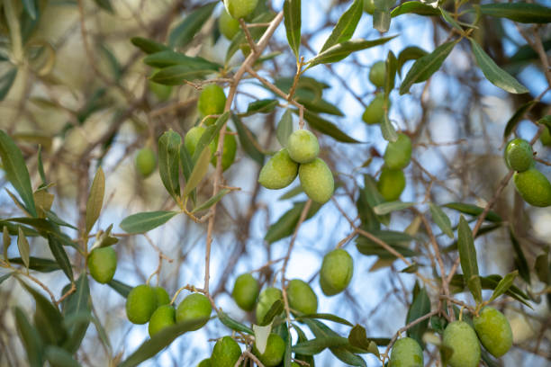 istock Close up of ripe olives hanging on olive tree branches 1345017042