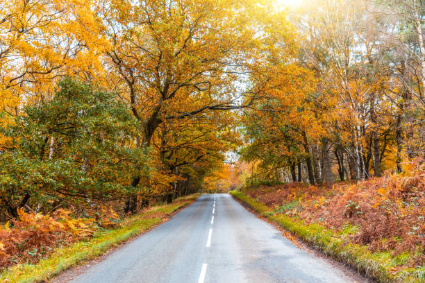 Countryside road through the wood in autumn stock photo