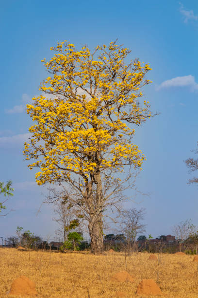 istock Brazilian Savannah Yellow Flower 1345018032