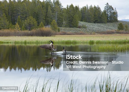 istock Two Canadian Geese landing on lake 1345019192