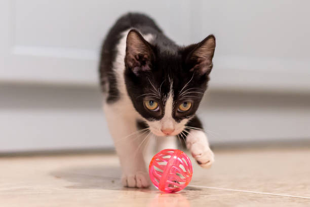 istock Small black and white cat playing with a pink ball.  Small felines.  Kitty. 1345020441