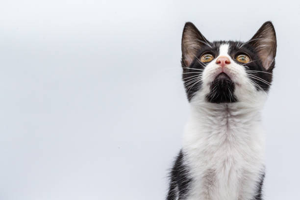 Black and white puppy cat looking at camera on white background