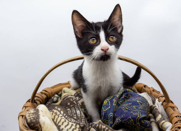 istock Black and white puppy cat on wicker basket looking at camera 1345020596